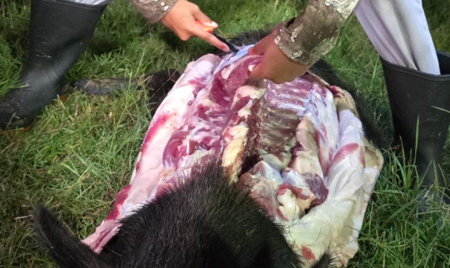 Field Quartering a Boar Without Gutting It